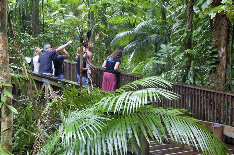 daintree tours